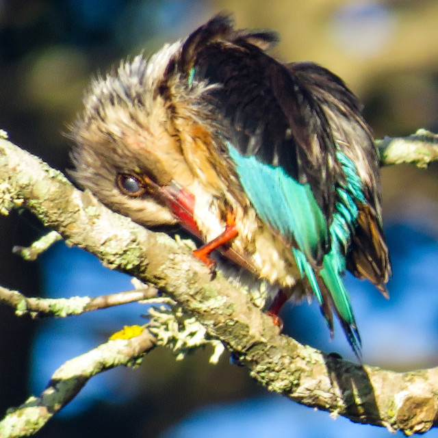 "Sunrise Kingfisher ♡♤" stock image