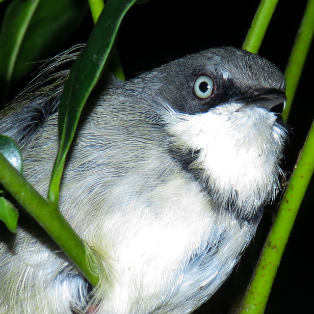 "Apalis Portrait ^" stock image