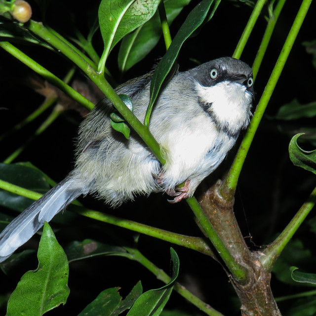 "Apalis ^♤" stock image