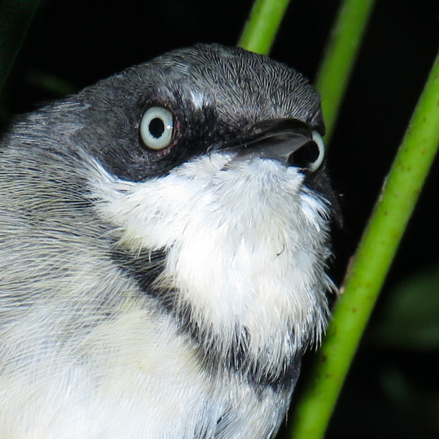 "Apalis Portrait ●□" stock image