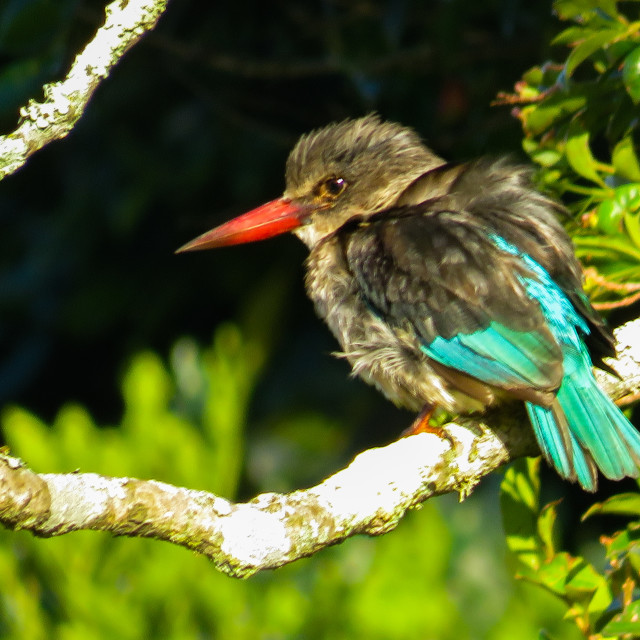 "Sunrise Kingfisher ¤□" stock image