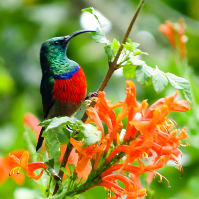 "Sunbird" stock image