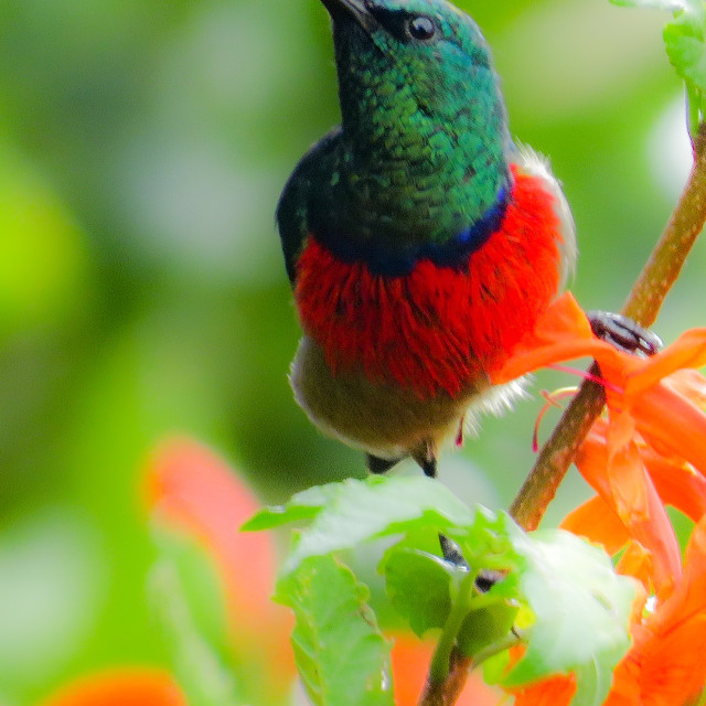 "Sunbird ▪︎☆" stock image