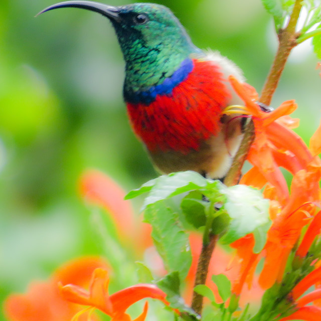 "Sunbird ◇♧" stock image