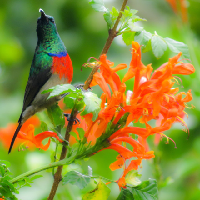 "Sunbird ▪︎¤" stock image