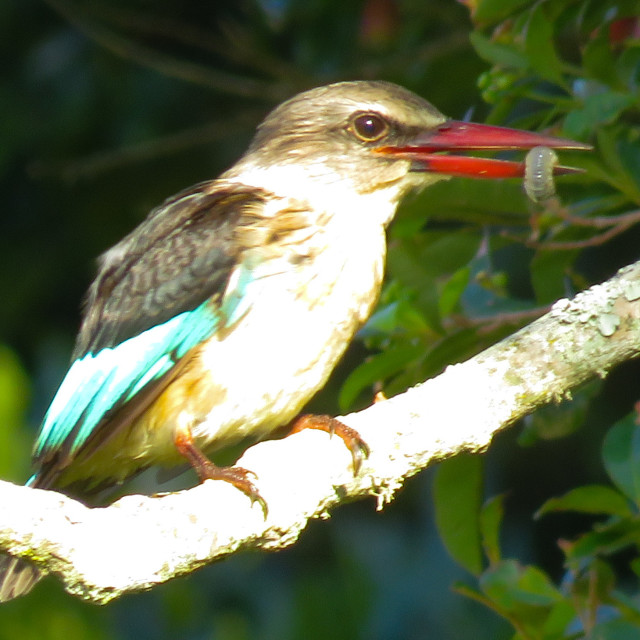 "Sunrise Kingfisher ♤■" stock image