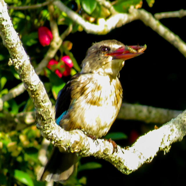 "Sunrise Kingfisher ¡♤" stock image