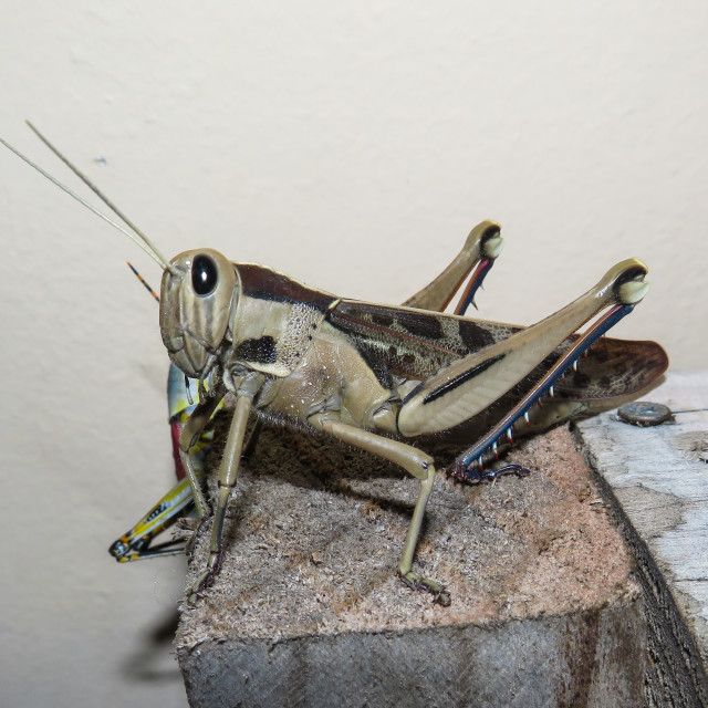 "Grasshopper |" stock image