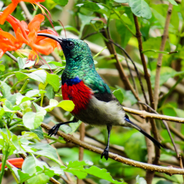 "Sunbird ♡♤" stock image