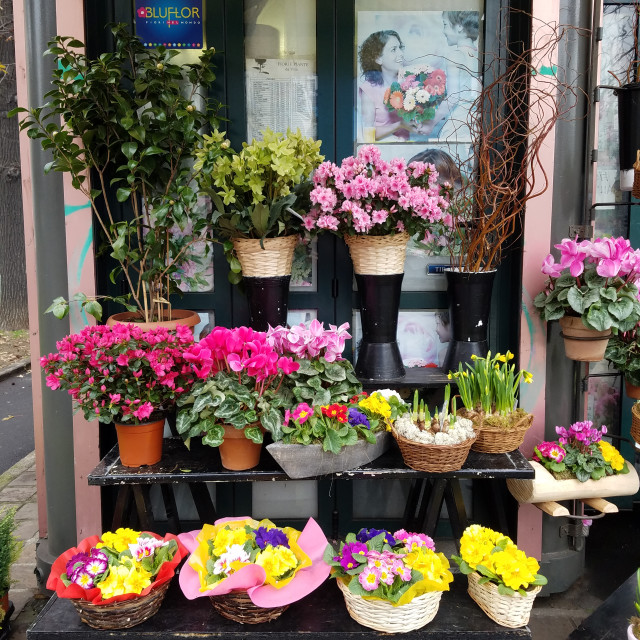 "Milano Flower Vender" stock image