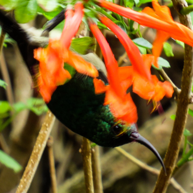 "Sunbird ♤■" stock image