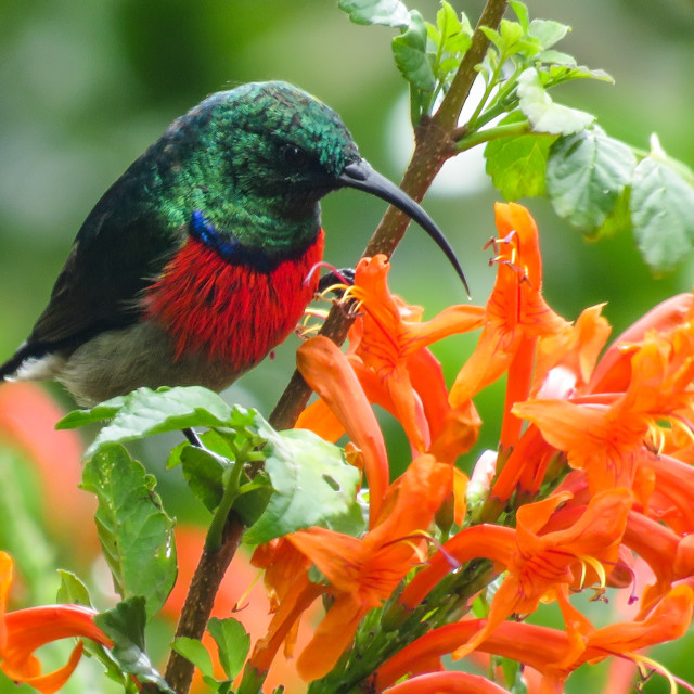 "Sunbird ♧°" stock image