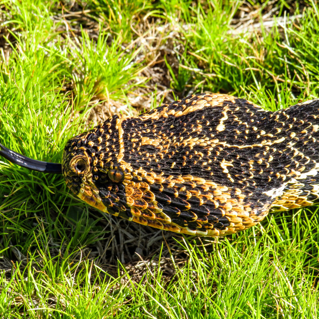 "Puff Adder Portrait ♤" stock image