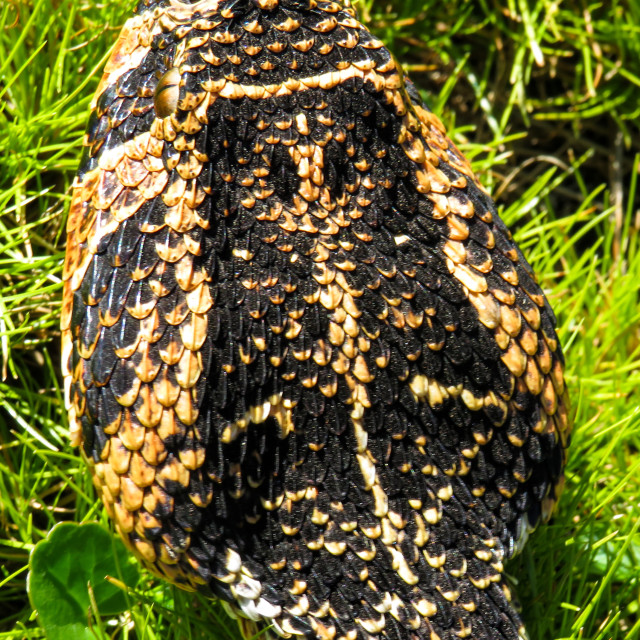 "Puff Adder Portrait ♤☆" stock image