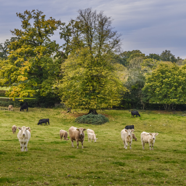 "Curious Cows In A Wiltshire Field" stock image