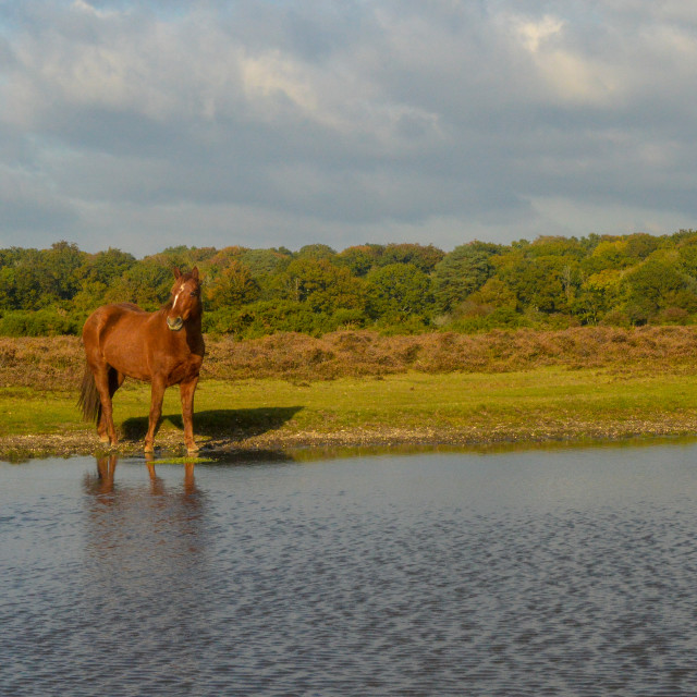 "New Forest Pony At The Lake" by Steve Joynson - $12.57 "New Forest Pony At The Lake" stock image