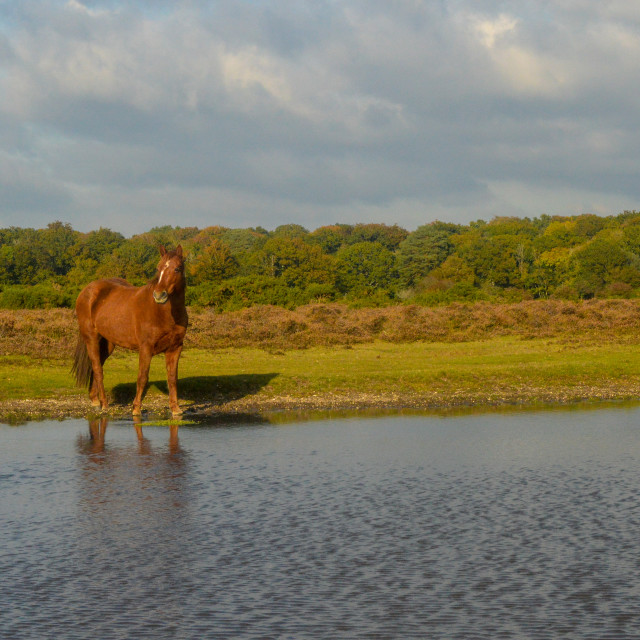 "New Forest Pony At The Lake" stock image