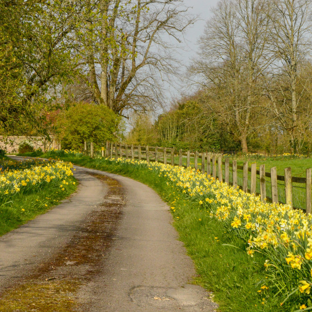 "Daffodils In Wiltshire" stock image