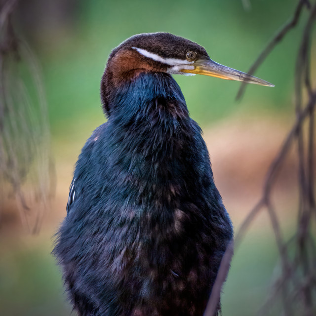 "Darter Portrait" stock image