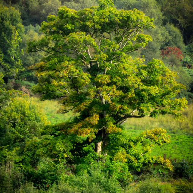 "Lone tree" stock image