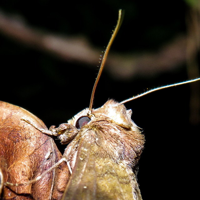 "Moth Portrait •" stock image