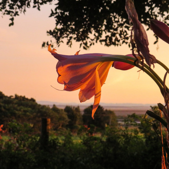 "Sunrise Lily" stock image