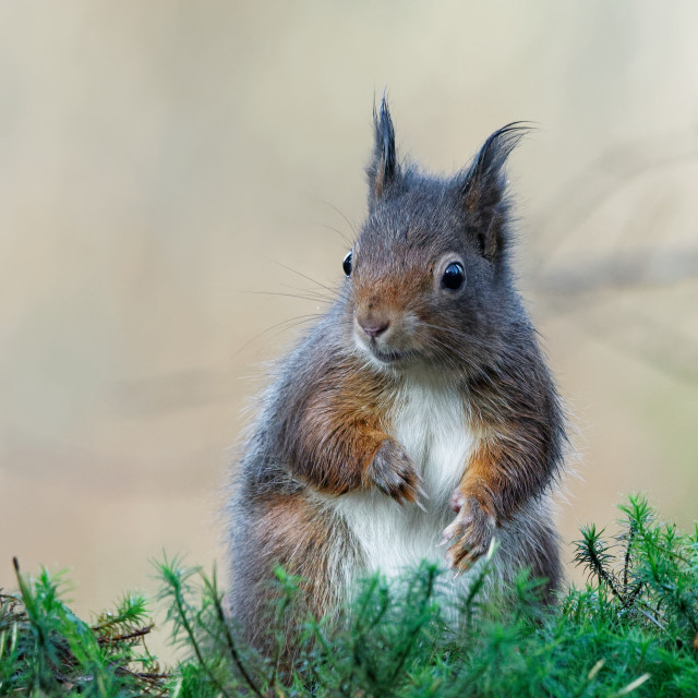 "Red Squirrel" stock image