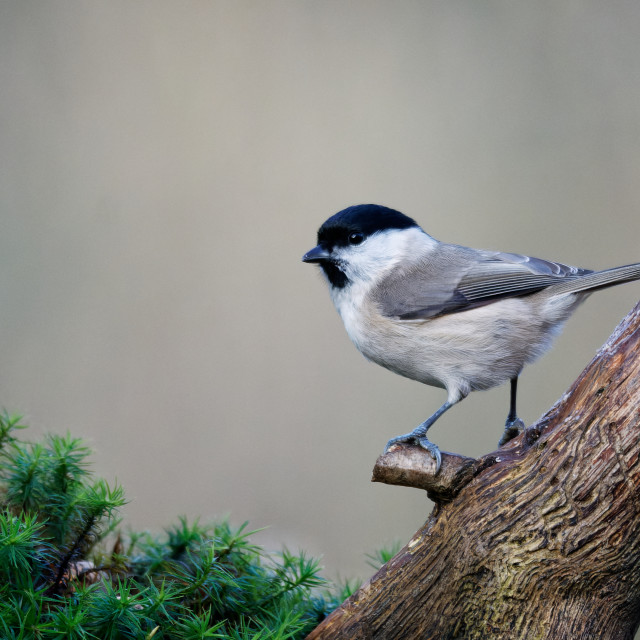 "Willow Tit" stock image