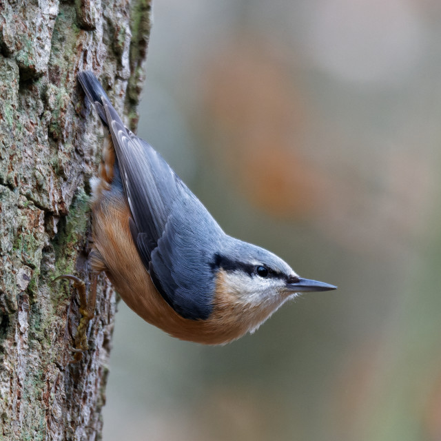 "Eurasian Nuthatch" stock image