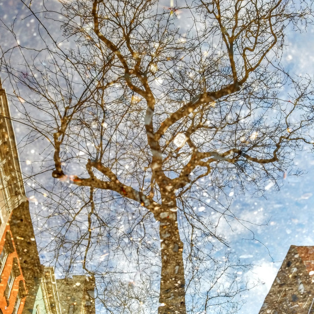 "Tree at 14th Street with a midday moon" by Nancy E Hightower - $37.20 "Tree at 14th Street with a midday moon" stock image
