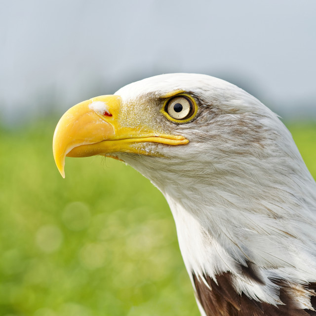 "American Eagle" stock image