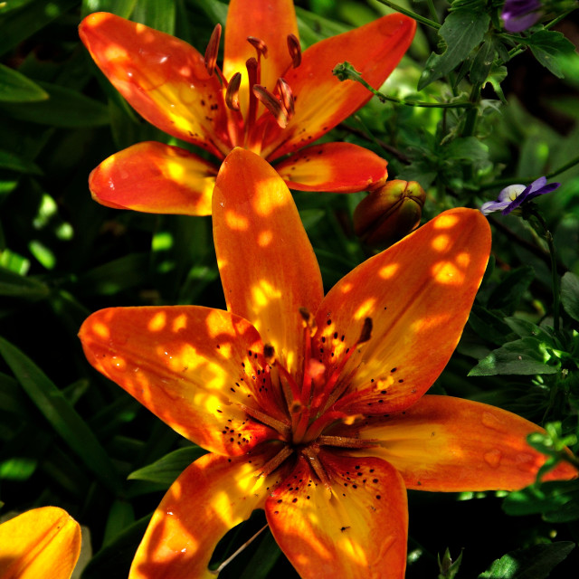 "Lilies Dappled in Sunspots" stock image