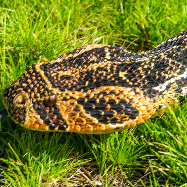 "Puff Adder ●" stock image