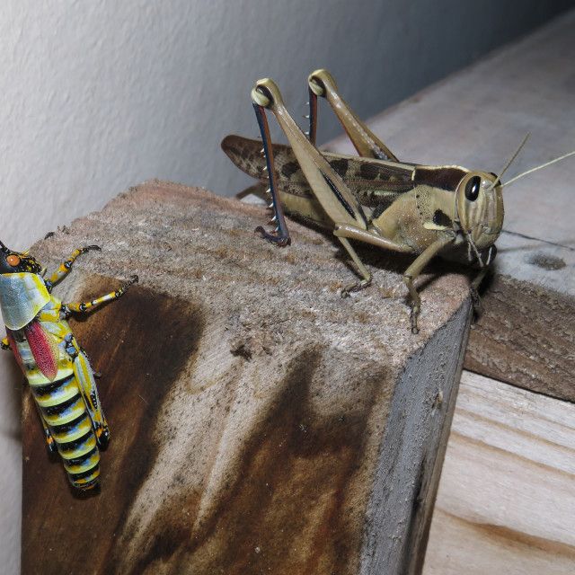 "Grasshopper Meeting" stock image