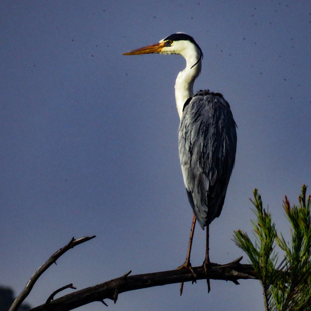 "Heron" stock image