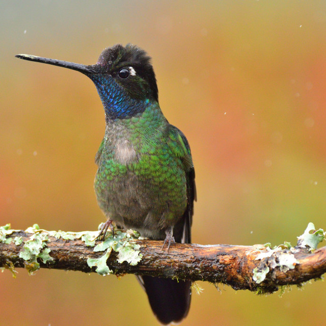 "Magnificent hummingbird" stock image