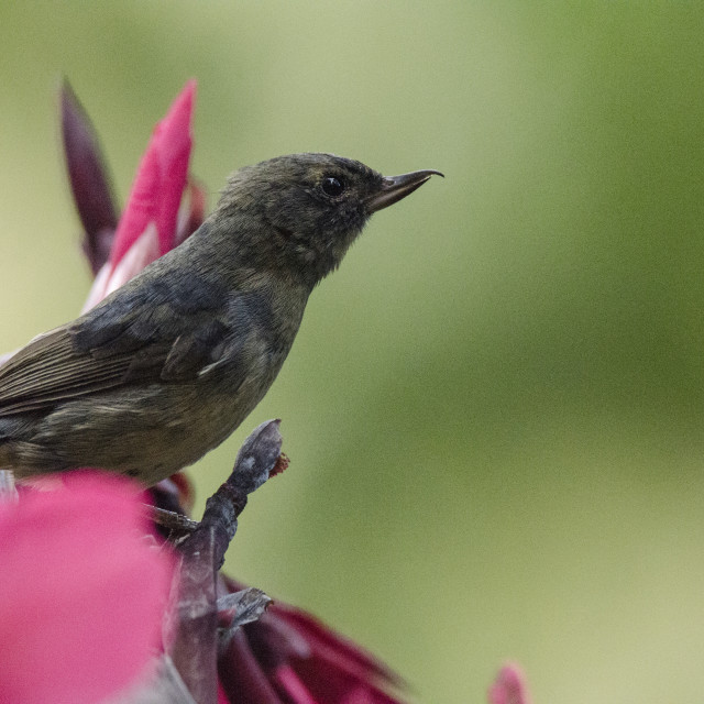 "Slaty flowerpiercer" stock image