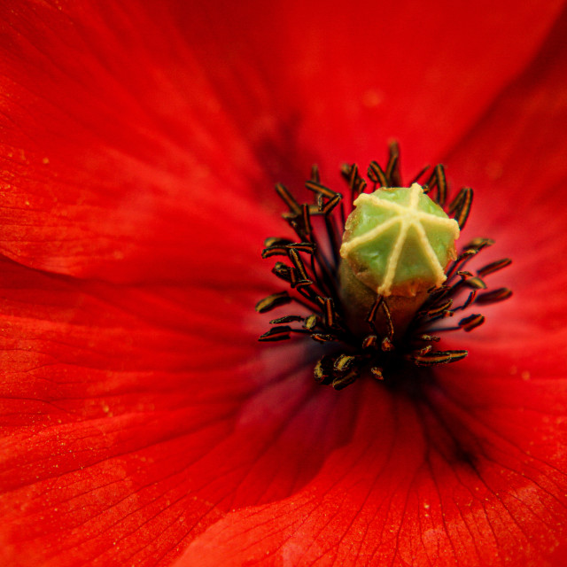 "Poppie Flower" stock image