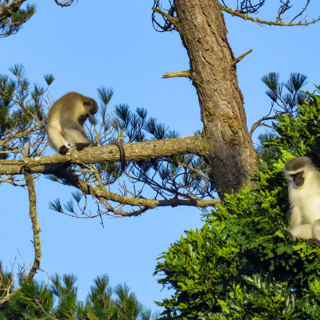 "Lookouts" stock image