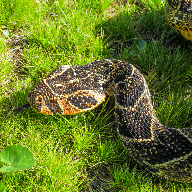 "Puff Adder ♤■" stock image