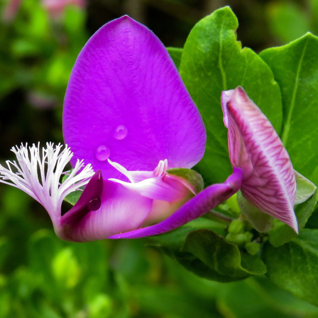 "Flowers ◇•" stock image