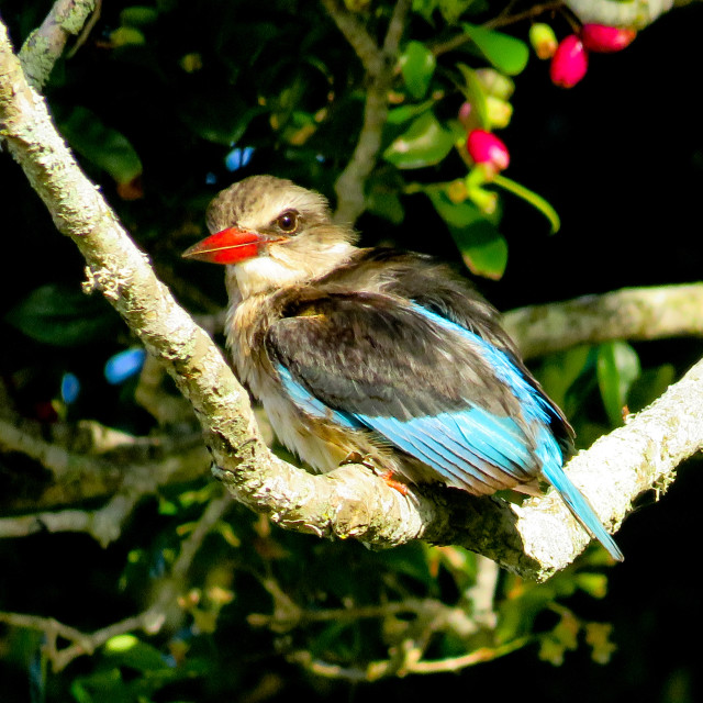 "Brown Hooded Kingfisher Sunrise" stock image