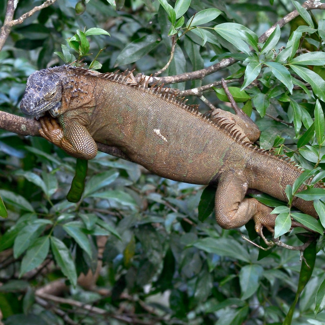 "Green lizard relaxing on a branch." stock image