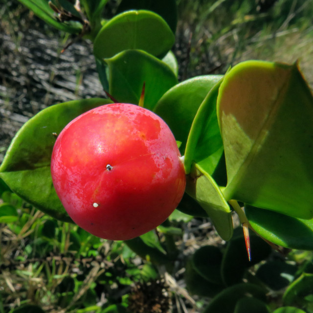 "Red Fruit" stock image