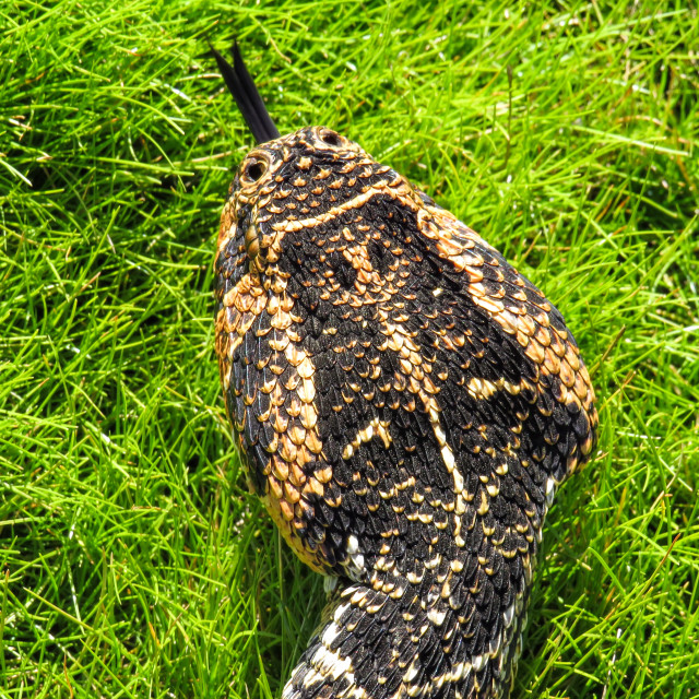 "Puff Adder Portrait ♧•" stock image