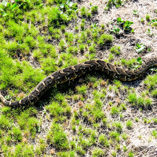 "Puff Adder ○♤" stock image