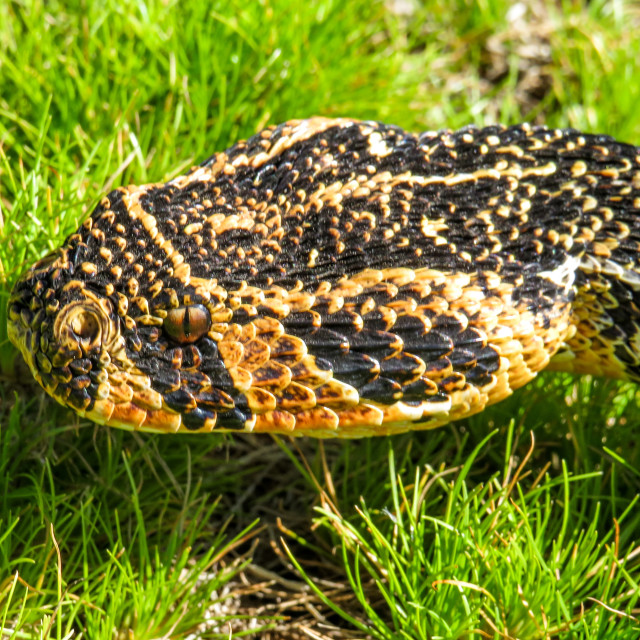 "Puff Adder Portrait ■●" stock image