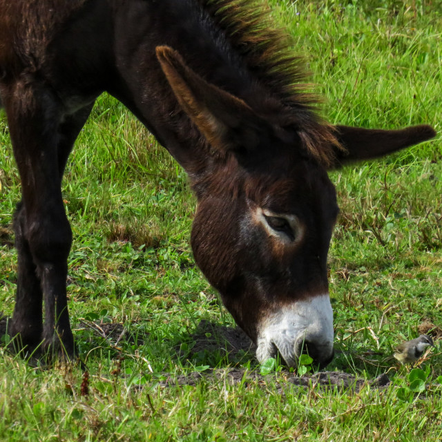 "Donkey Portrait ○" stock image