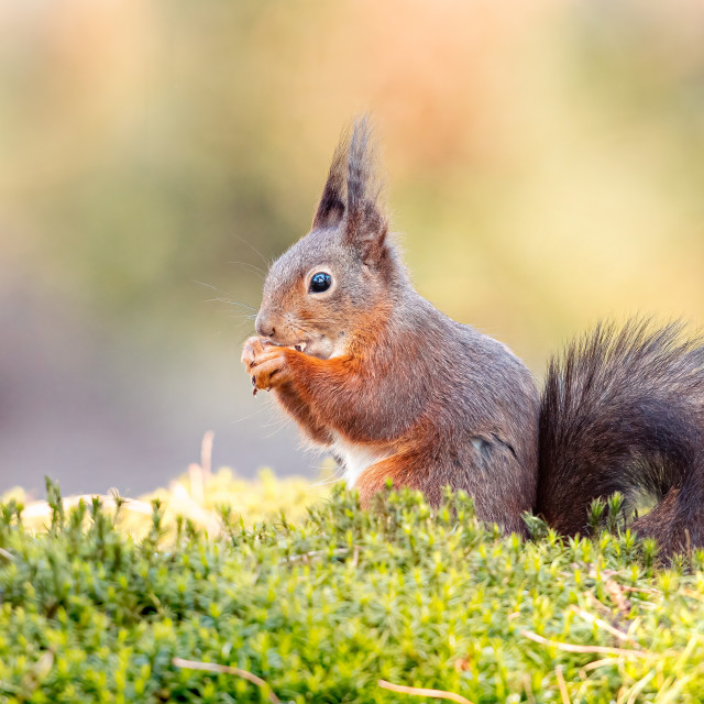 "Hungry red squirrel" stock image