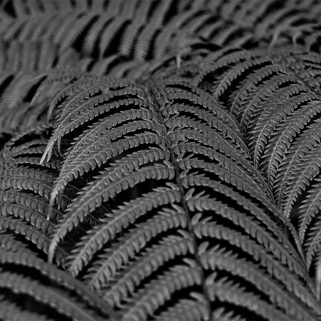 "Fern Leaves Black and White" stock image